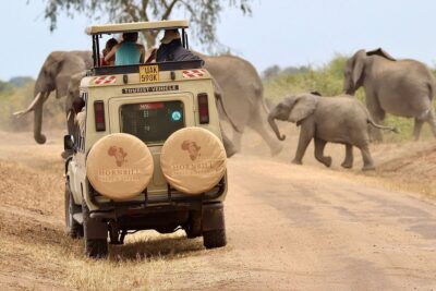 Hornbill Treks & Safaris